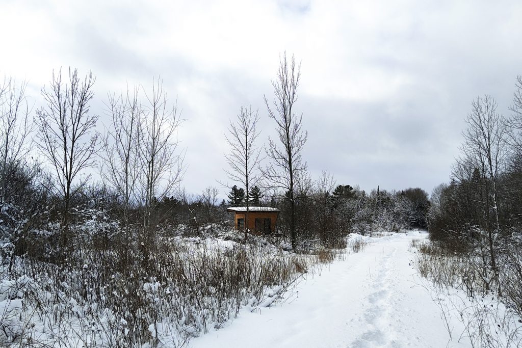 Buttercup Cabin