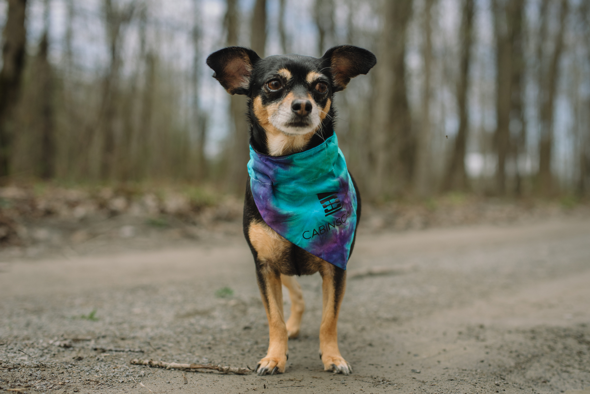 Adventure Pup Kit Cabinscape
