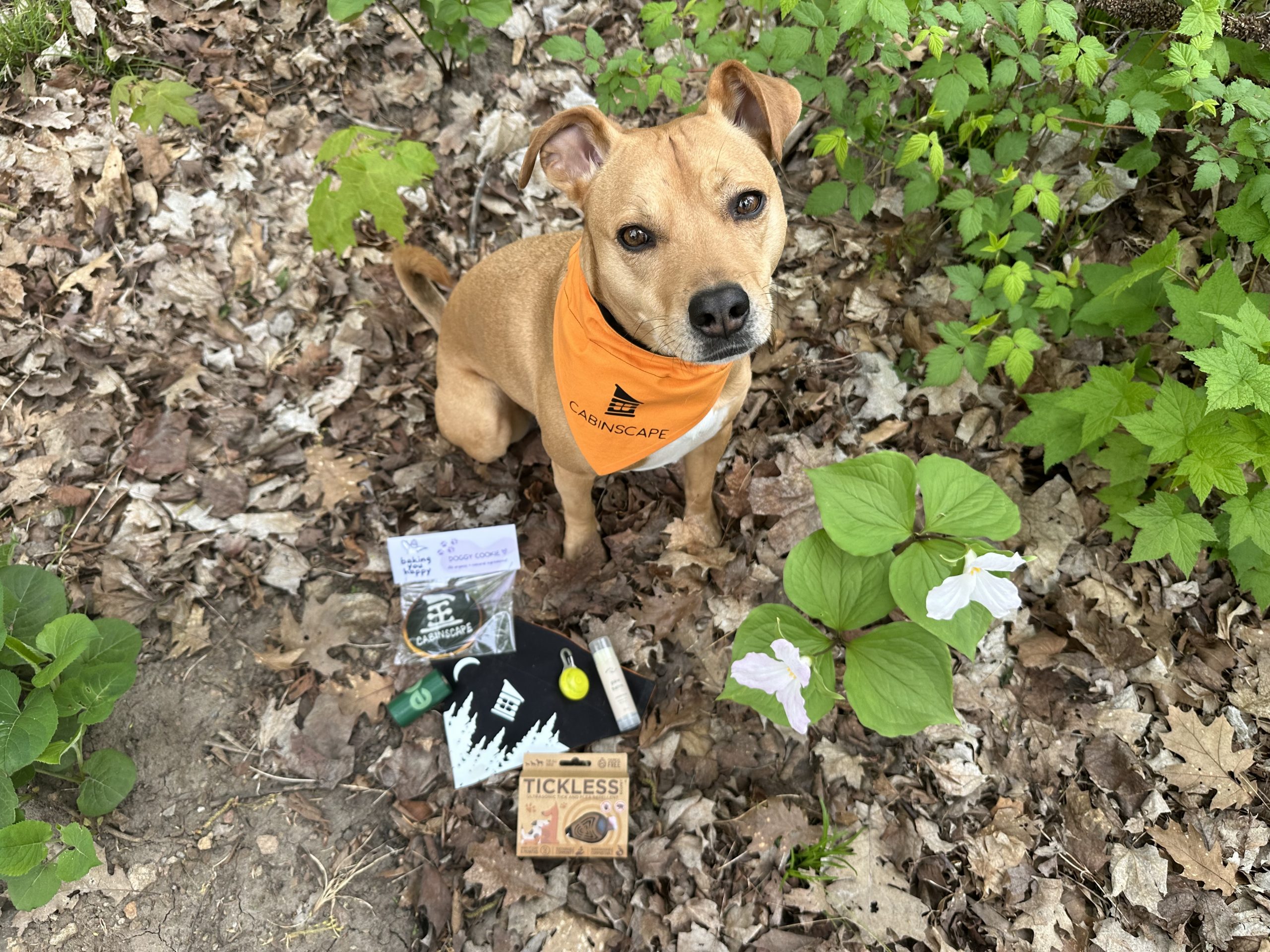 Adventure Pup Kit