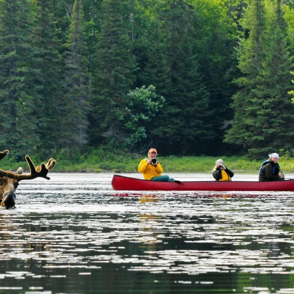 Into The Wild With Cabinscape