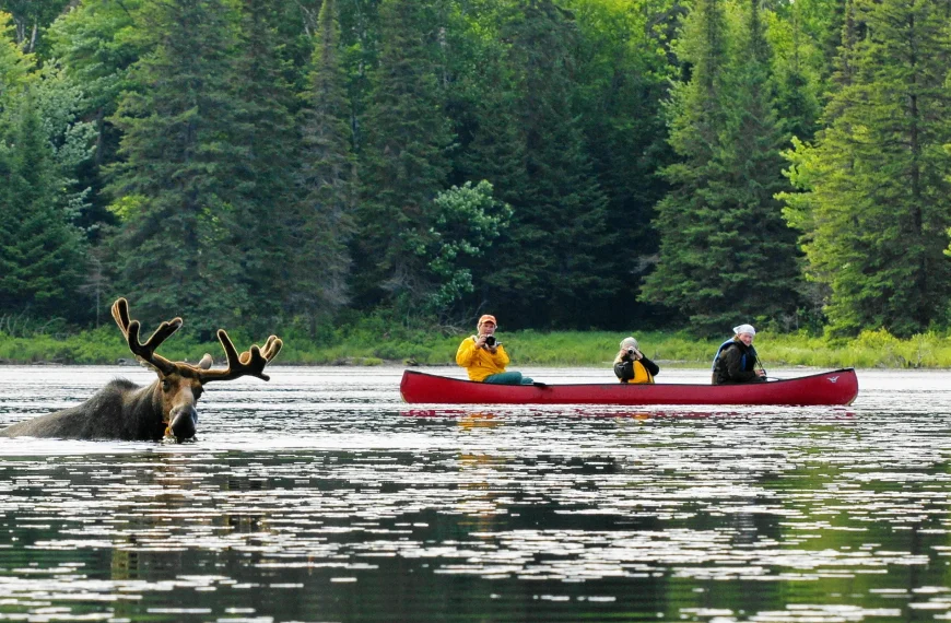 Into The Wild With Cabinscape