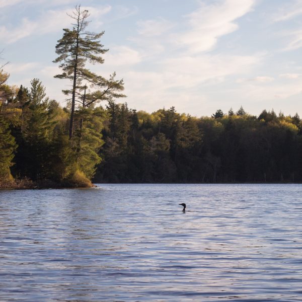 Discover Our Haliburton Forest